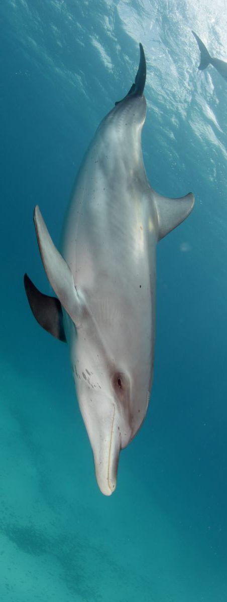 Spotted dolphin bahamas Spotted dolphin bahamas