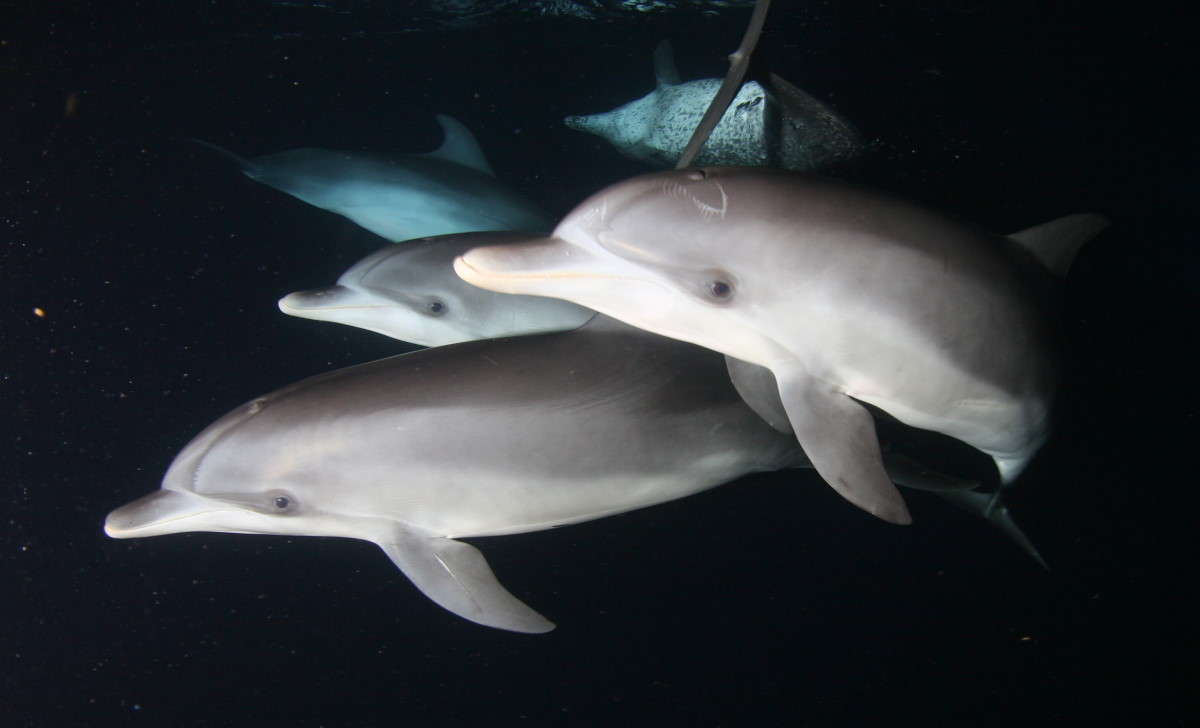 dolphins at night