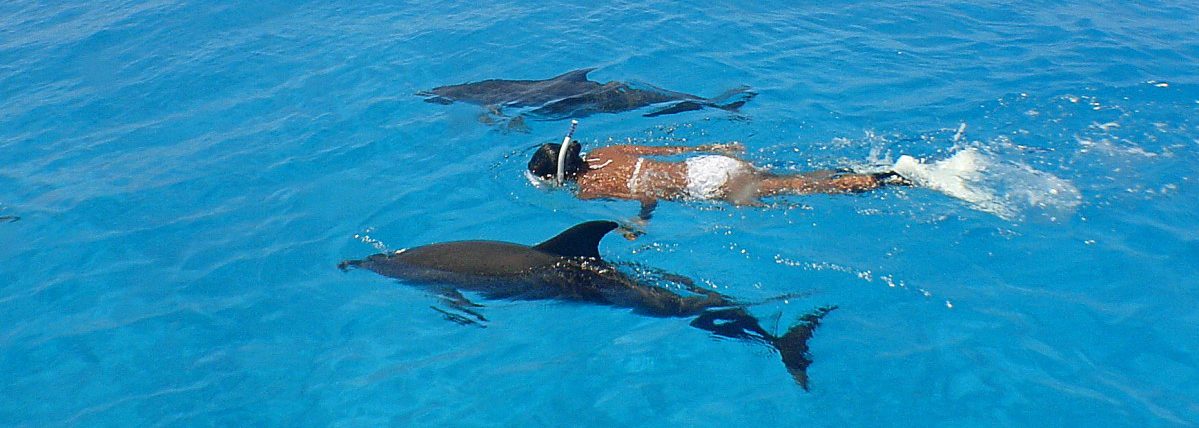 snorkeling-with-wild-dolphin snorkeling-with-wild-dolphin