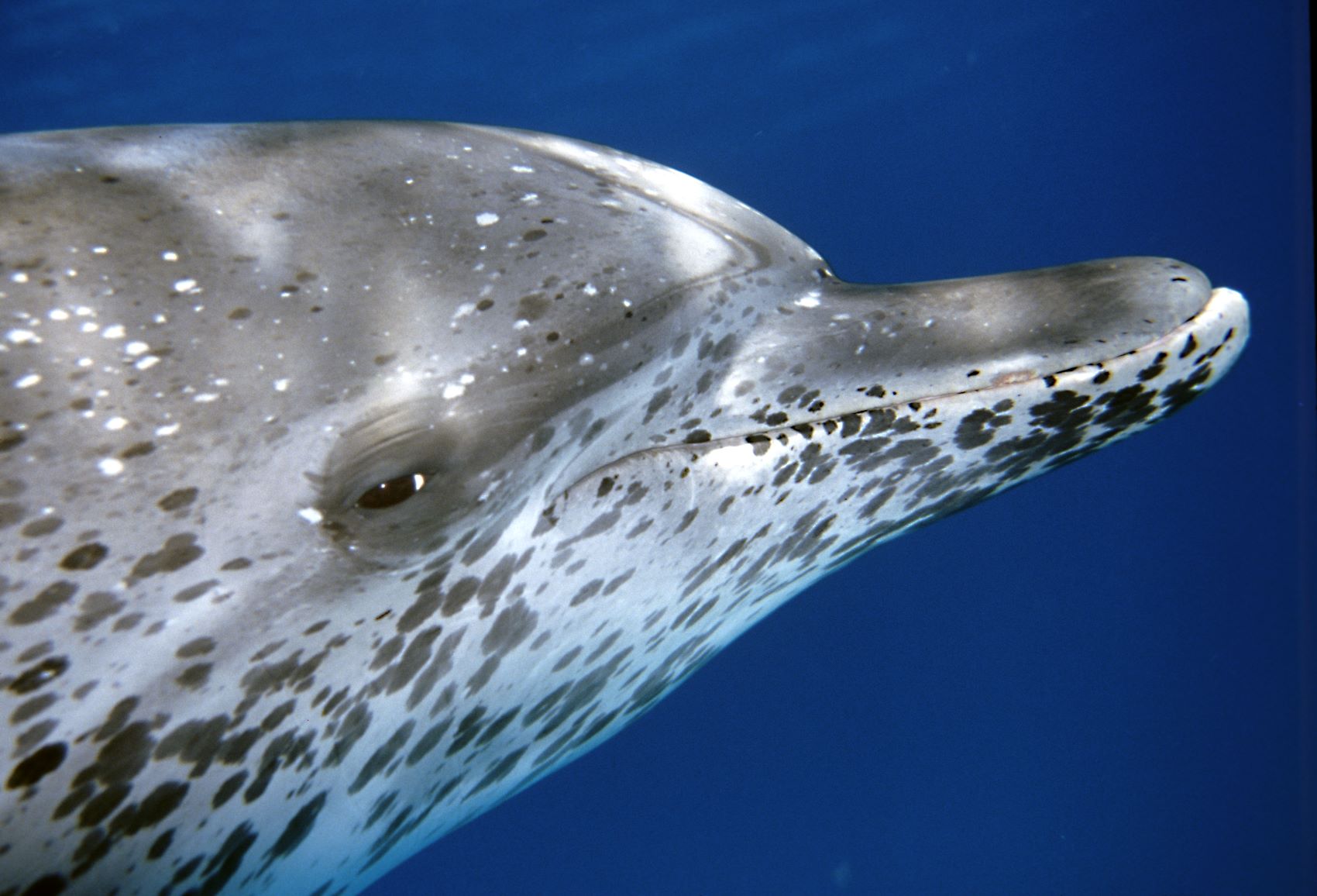 snorkeling-dolphin snorkeling-dolphin
