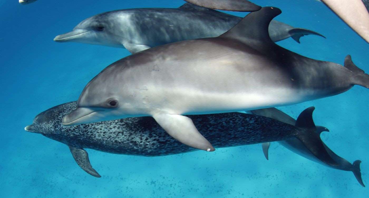 dolphin-calf Spotted dolphin calf