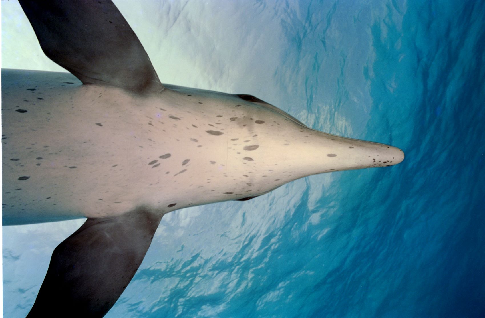 dolphin chin Bimini-Dolphins