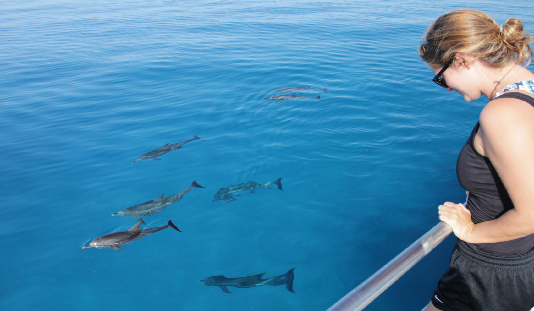dolphin-dream-bahamas-2
