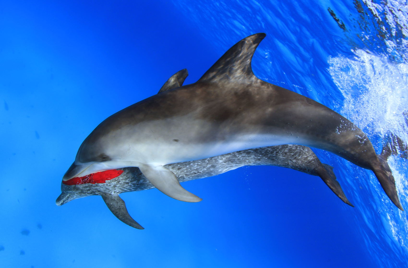 wild-dolphin-encounters-2 wild-dolphin-encounters-2