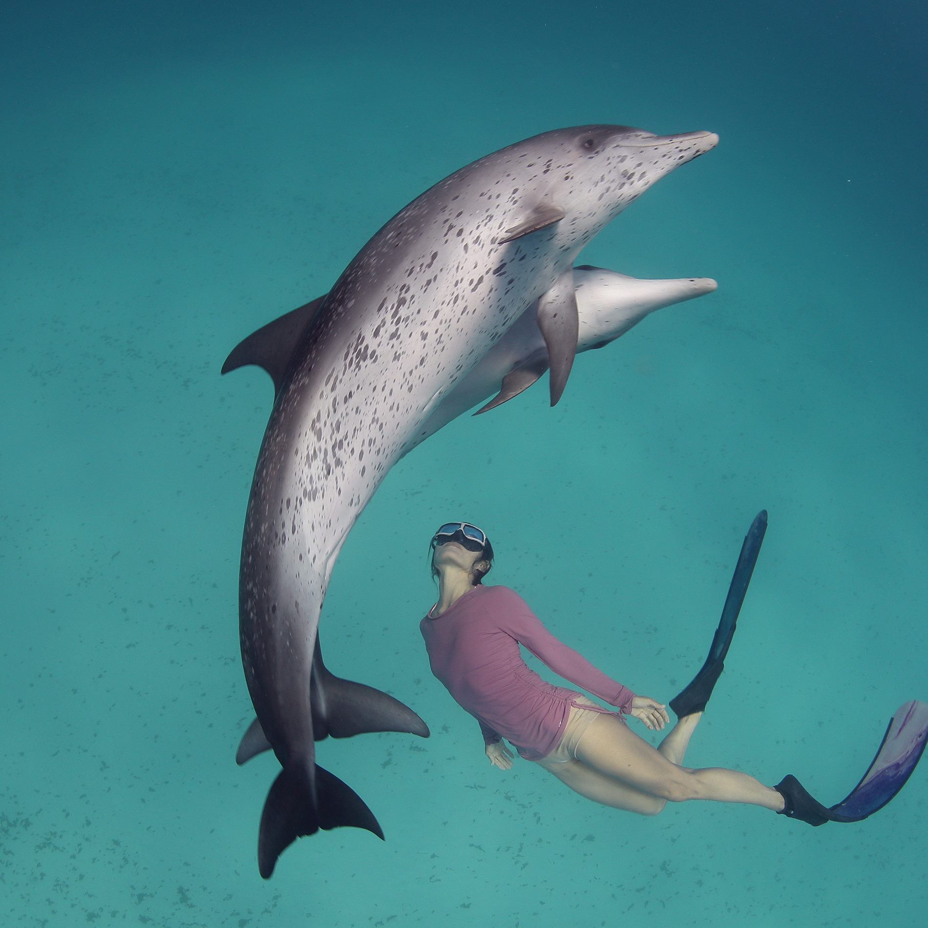 dolphin-snorkel snorkeling with dolphins
