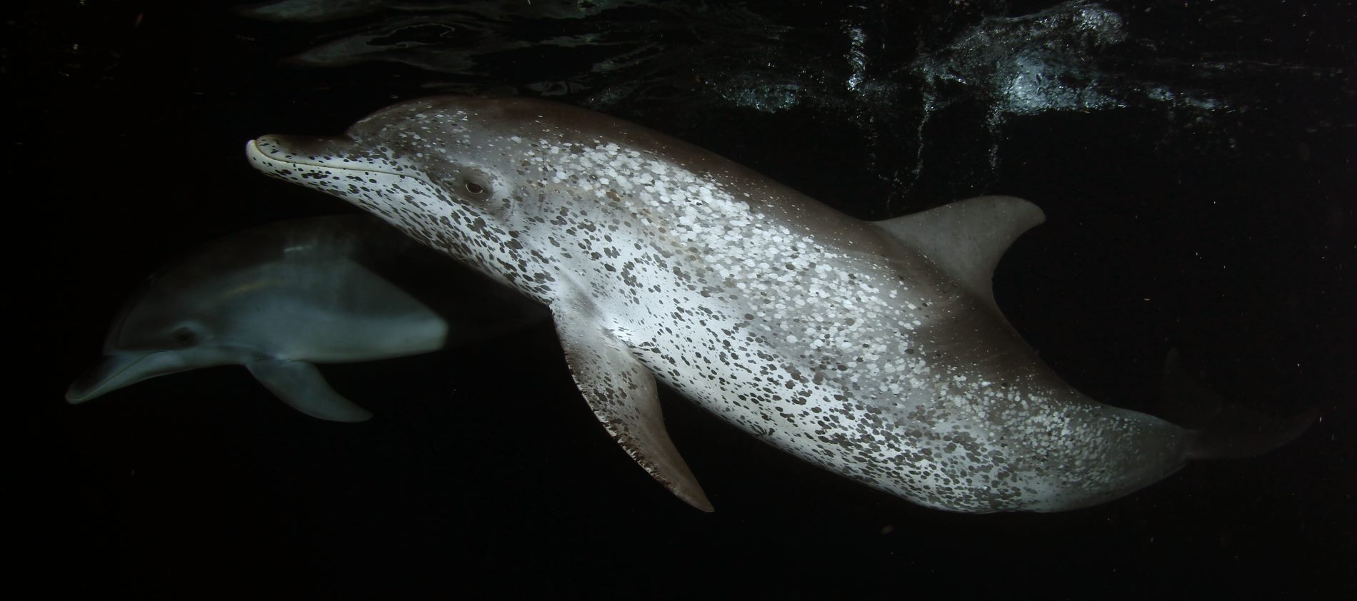 night-time-dolphin-encounters