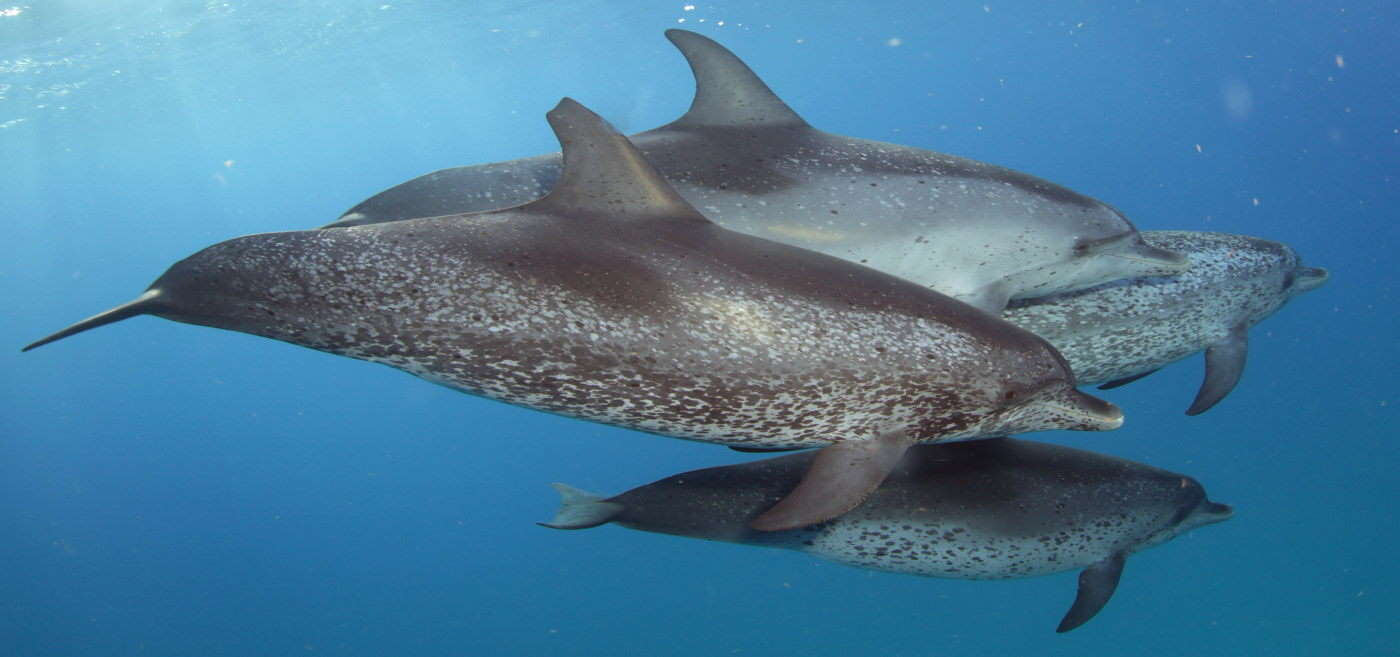 atlantic spotted dolpihn atlantic spotted dolpihn
