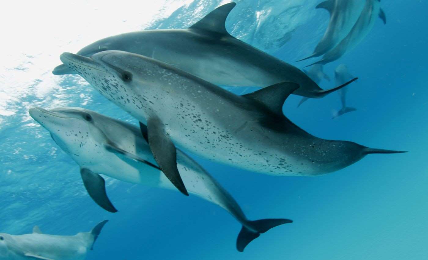 spotted-dolphin-6-11 bahamas dolphin