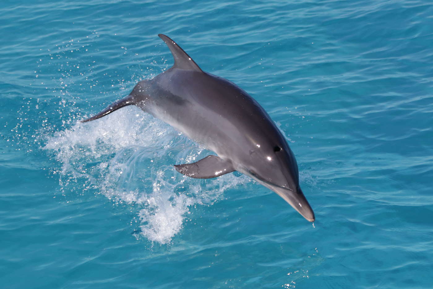 Bimini-dolphin-encounter-jump Bimini-dolphin-encounter-jump