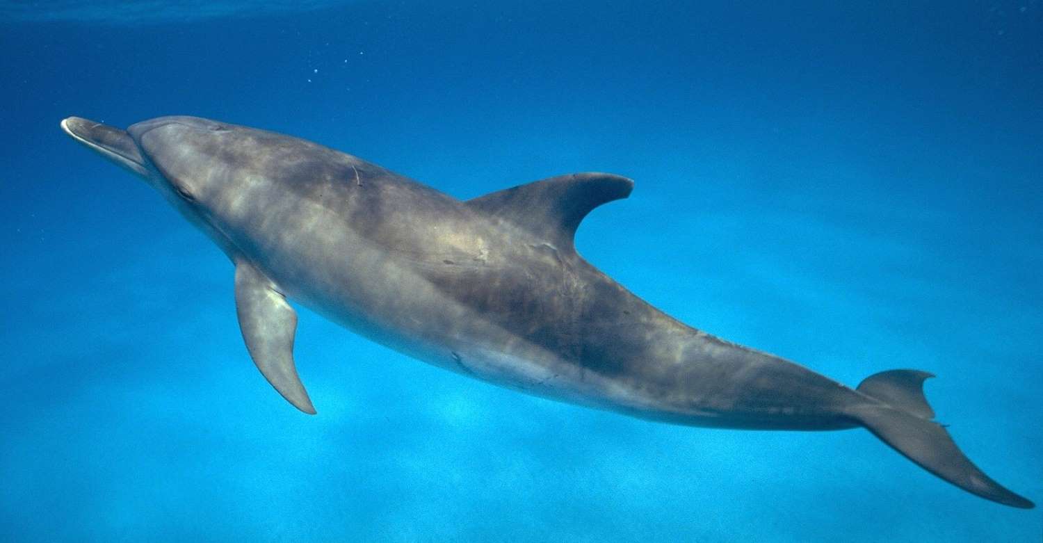 Spotted-dolphin-sharkbait-96 Spotted-dolphin-sharkbait-96