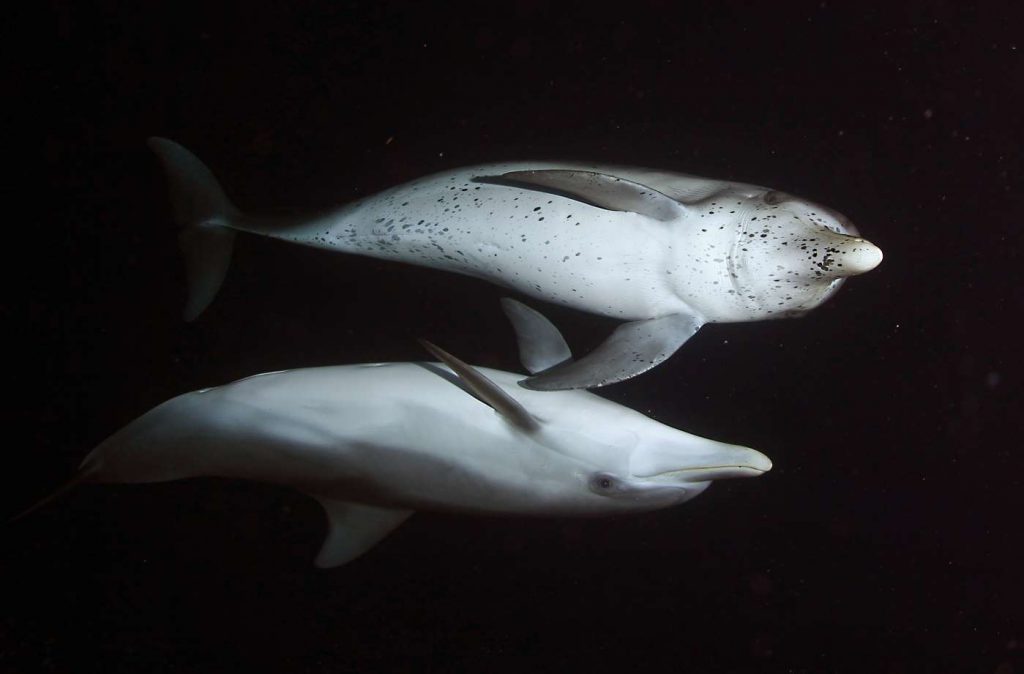 wild-dolphin-encounter
