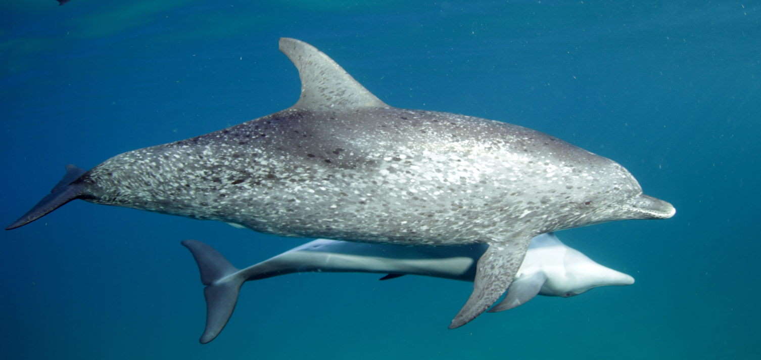 spotted-dolphin-sharkbait-21 spotted-dolphin-sharkbait-21