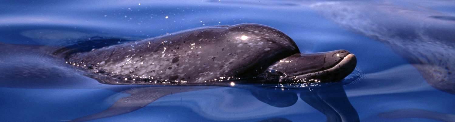 wild-dolphin-cruise wild-dolphin-cruise