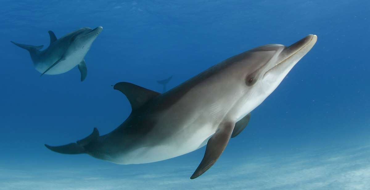 spotted dolphin 1-4 years Spotted Dolphin 1-4 years old.
