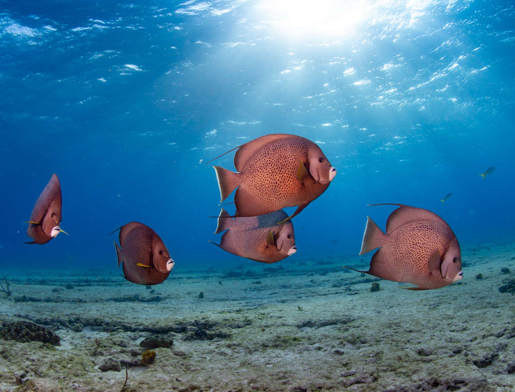 scuba diving