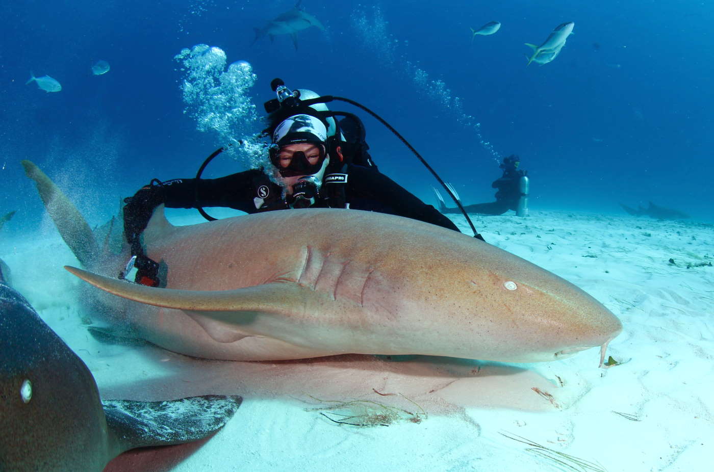 bahamas diving
