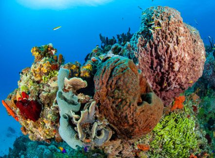 scuba diving bahamas