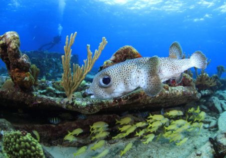 puffer